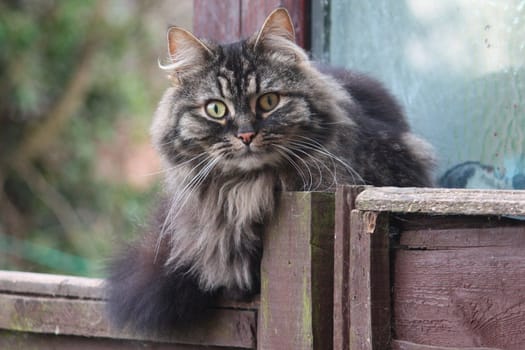 Cute fluffy tabby long haired cat