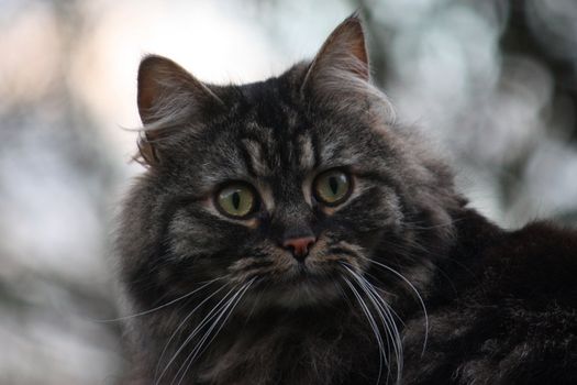 Cute Long Haired tabby cat