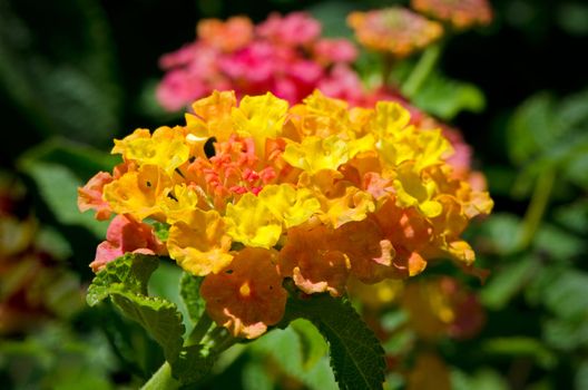 Yellow, orange and pink lantana flowers on a soft focus green background.