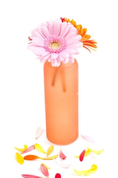 Studio shot of gerberas on a vase isolated on white