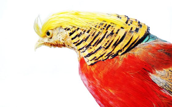 Portrait of a Chrysolophus pictus bird