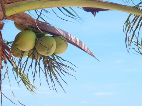 Clusters of coconuts hanging on palm tree with blue sky in Thailand