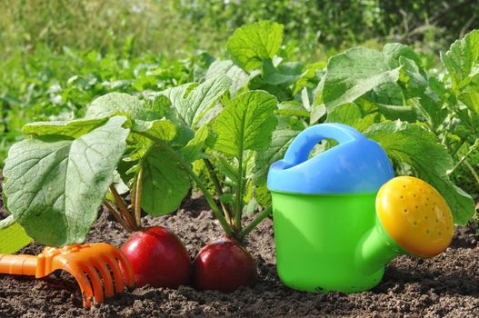 Red garden radish on a bed and a children's green watering can
