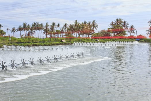 Shrimp farm at Nakhon Si Thammarat  southern of Thailand