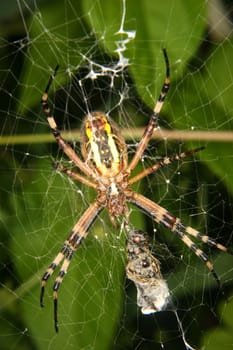 Wasp  spider (Argiope bruennichi) in a cobweb