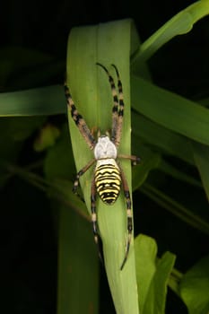 Wasp spider (Argiope bruennichi) on a leaf