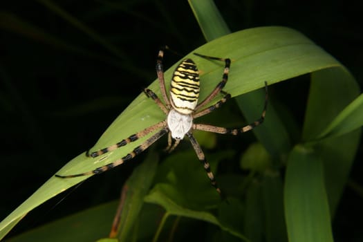 Wasp spider (Argiope bruennichi) on a leaf