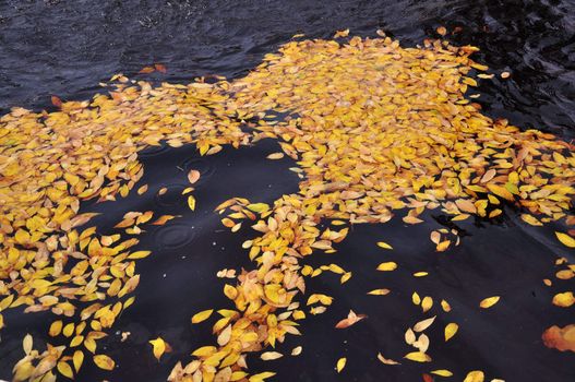 Yellow leaves on fountain water