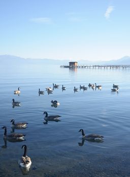 Ducks swiming in the lake on a mountain background