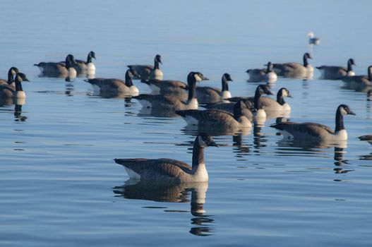 Ducks swiming in the lake late afternoon