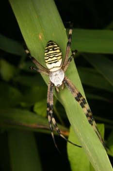 Wasp spider (Argiope bruennichi) on a leaf