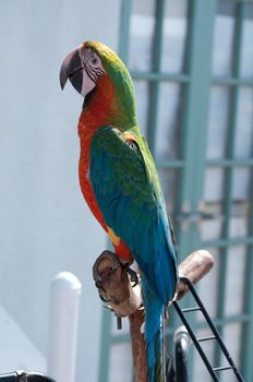 Beautiful colorful pet bird with companion on display