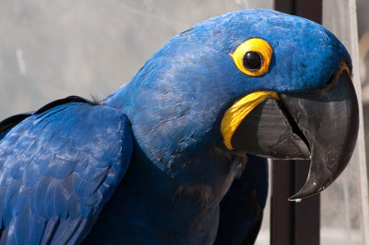 Beautiful colorful pet bird  on display