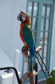 Beautiful colorful pet bird with companion on display