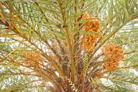 Dates growing on a the branches of a date palm tree