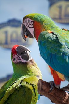 Beautiful colorful pet bird with companion on display