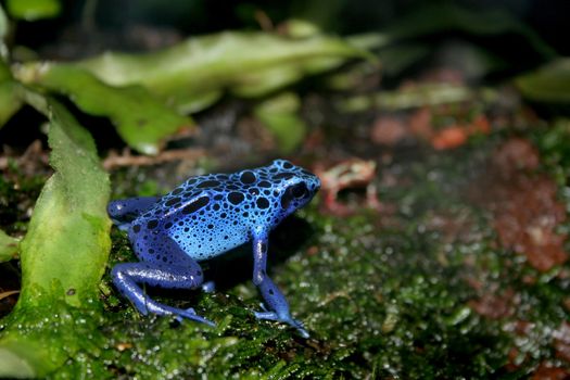 a blue poison dart frogs in a terrarium