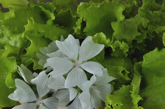 Green leaves of salad and white flowers
