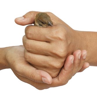 Young sparrow held in woman hands isolated on white background