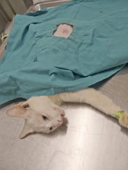 Felis Domesticus or Thai House cat to wait regain after sterilization at Veterinary Clinic, Thailand