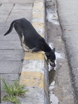 Thai dog drinking dirty water that hold beside road at Thailand