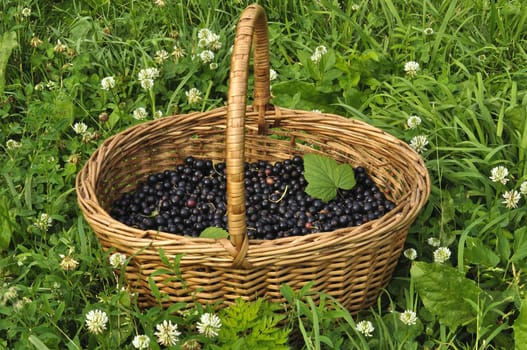 Currant berries in a basket on a glade with colors
