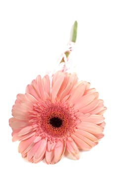 Shot of pink gerbera isolated on white