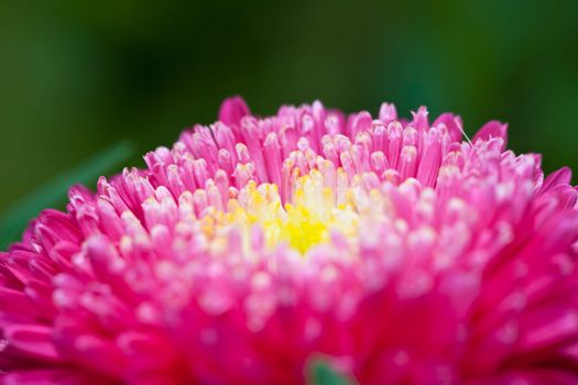 bright red flower on dark green background