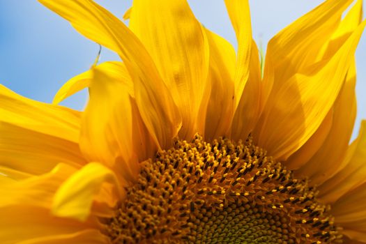 sunflowers with bright yellow petals in the garden