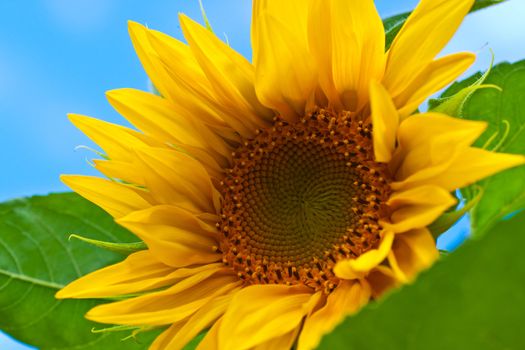 sunflowers with bright yellow petals in the garden