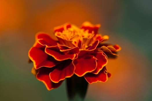 bright red flower on dark green background