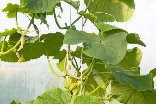 Cucumbers in the greenhouse