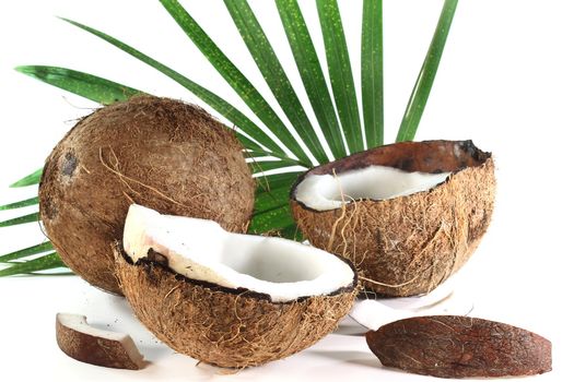 two coconuts on a white background