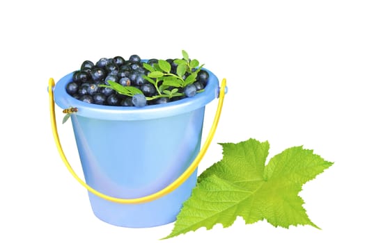 Berries are forest in child's bucket on a background green leaves
