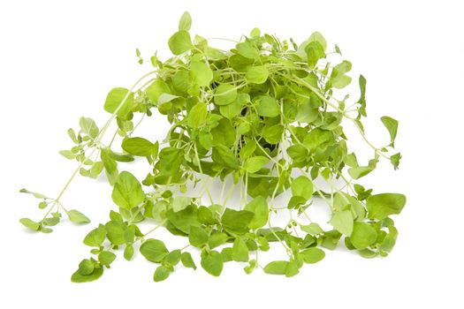 Oregano in the pot