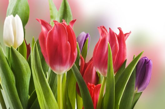 Red white and purple tulips in a field