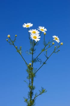 Bunch of field daisies against a blue sky