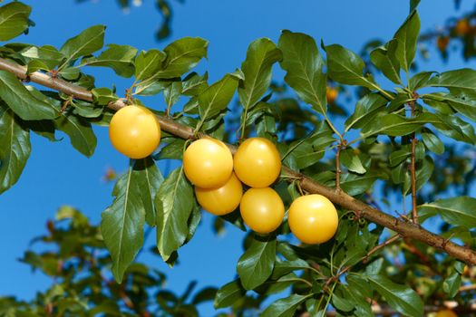 Appetizing ripe yellow plum fruit hanging on a branch against blue sky