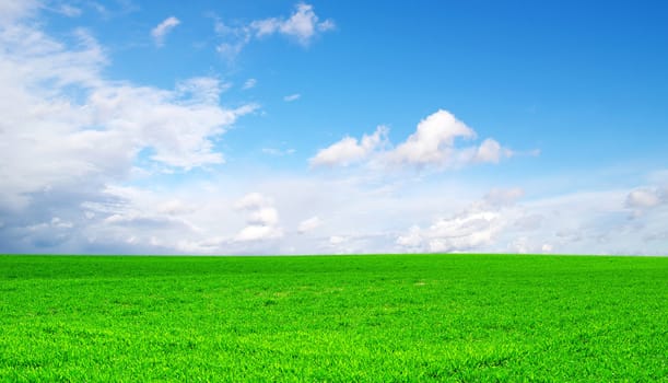 field on a background of the blue sky