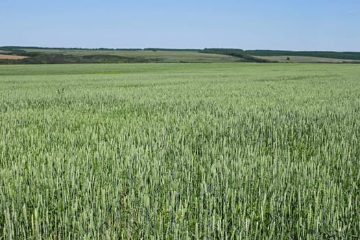 Rural landscape with green wheat fields and forests in the distance