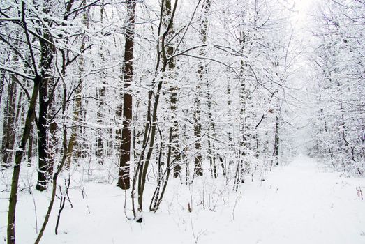 beautiful winter forest  and the road