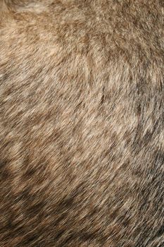 Closeup of the Fur of a German Shepard Dog.
