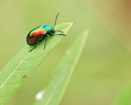 A Beetle perched on a plant leaf.