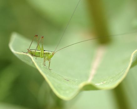 A katydid nymph perched on a plant leaf.