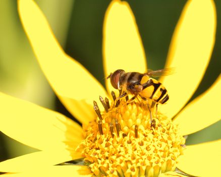 A bee collecting pollen perched on a flower.