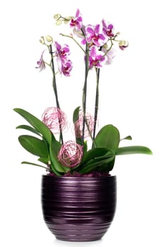Purple orchid flower in a pot isolated on white background.