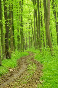 a path is in the green forest