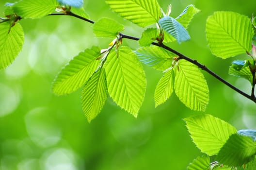 green leaves background in sunny day