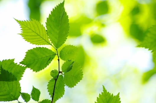 green leaves background in sunny day