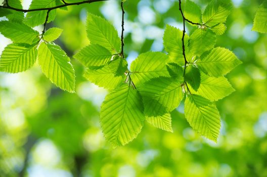 spring green leaves background in a sunny day